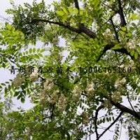 供應各種規(guī)格刺槐 大刺槐 2-30公分刺槐均有