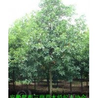 供應(yīng)杜英，安徽2-15公分杜英價(jià)格