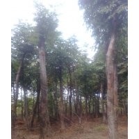 供應(yīng)實(shí)生、移栽香樟