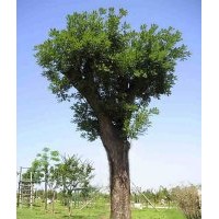 國(guó)槐小苗，山西國(guó)槐，國(guó)槐價(jià)格，假植國(guó)槐
