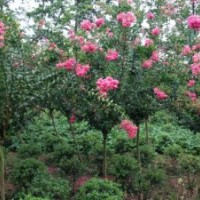 成都紫薇，成都大紅花紫薇，四川紫薇批發(fā)