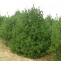 出售1-6米白皮松 白皮松小苗 白皮松種子 白皮松供應商 白皮松