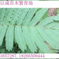 速生合歡，速生合歡