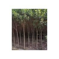 欒樹基地-欒樹價格-最新欒樹報價