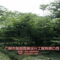 供應細葉欖仁，大葉榕，高山榕，火焰木等