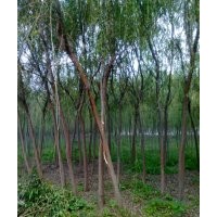 低價(jià)供應(yīng)青皮垂柳、欒樹、紫葉李、紫薇等綠化苗木