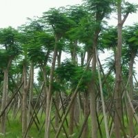 鳳凰木苗木價格-廣東鳳凰木苗木價格