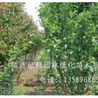 常年供應(yīng)1.5m--2m檜柏，3--6公分牡丹、花石榴，2--5公分黃金垂榆