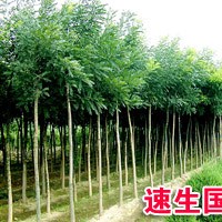 供毛白楊/107速生楊/法桐/國槐/白蠟/千頭椿等
