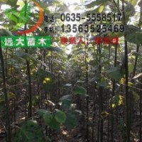 供應(yīng) 山東毛白楊 千頭椿 國(guó)槐 垂柳 速生楊 法桐