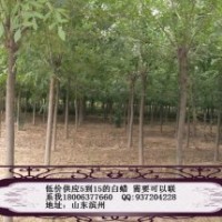 供應綠化苗木白蠟、國槐、合歡、法桐、千頭椿、垂柳、刺槐、、榆