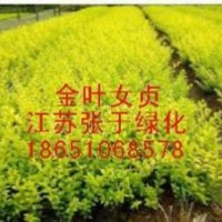 法青、法國冬青