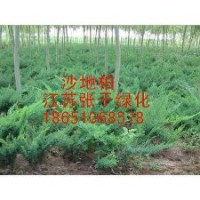 供應(yīng)：沙地柏、龍柏、蜀檜、灑金柏等綠化苗木
