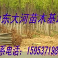 國(guó)槐價(jià)格