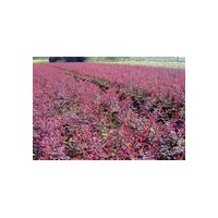 紅葉小檗、金葉女貞、薔薇、黃楊