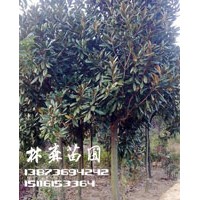 12公分廣玉蘭價(jià)格