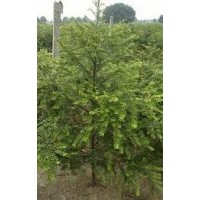紅豆杉苗木全國低價(jià)供應(yīng)