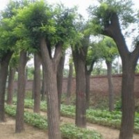 河北綠化苗木，工程綠化法桐、國槐、白蠟、金葉槐、黃金槐、刺槐