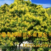 8公分欒樹(shù)10公分欒樹(shù)11公分欒樹(shù)15公分欒樹(shù)價(jià)格