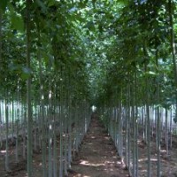 特供：法桐、速生法桐、速生國(guó)槐、國(guó)槐、速生白臘、速生垂柳等
