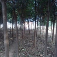 供應(yīng)青垂5，6,7,8,大葉女貞7,8,9,10,櫻花
