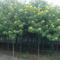 黃花槐