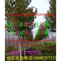 法桐專供