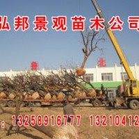 長期供應(yīng)白蠟，速生白蠟，國槐，速生國槐，垂柳，竹柳，速生柳，