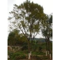 廣東藍(lán)花楹