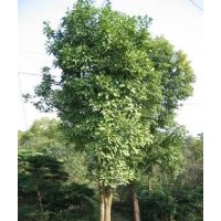 大量低價(jià)供應(yīng)各種規(guī)格香泡 八月金桂、夾竹桃、香樟