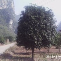 供應(yīng)桂花大樹米徑15公分以上