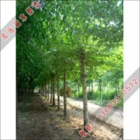 最新喬木價(jià)格提供_泓遠(yuǎn)喬木價(jià)格參考如法桐、白蠟、柳樹等