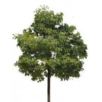 供應(yīng)十大功勞、紅葉小檗、梔子花、香樟、枇杷、深山含笑、紅楓