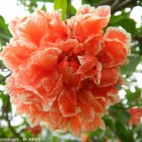 供應(yīng)花石榴、無患子、月季