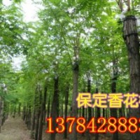 嫁接香花槐、香花槐價格