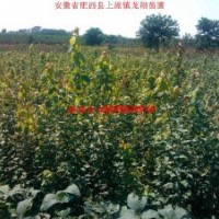 三角楓、烏桕、紅葉李、大葉女貞、香樟、廣玉蘭、榔榆