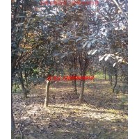 肥西紅葉李、香樟、廣玉蘭、烏桕、三角楓、大葉女貞、紫薇