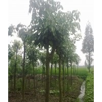 三葉樹5-15cm