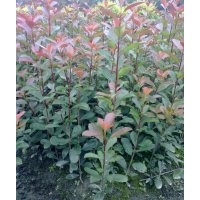 供應紅葉石楠高20-70公分