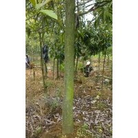 大量出售木蘭科熟苗：擬單性木蘭、云南含笑、紅花木蓮、桂花、紅