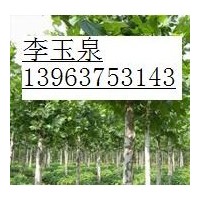 1--2年冠法桐，國槐，白蠟，欒樹，紅葉碧桃