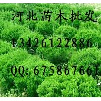 供應(yīng)龍柏 龍柏 龍柏基地 龍柏哪里便宜 龍柏批發(fā) 大量低價(jià)出售龍