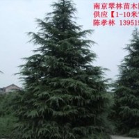 特供【雪松】【廣玉蘭】【蜀檜】【樸樹(shù)】【大葉女貞】