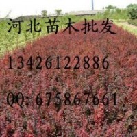 紅葉小檗 紅葉小檗批發(fā) 紅葉小檗價(jià)格 苗木 出售紅葉小檗 紅葉小