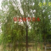河北金絲垂柳