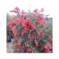 優(yōu)價(jià)供天竺桂、紅千層、老人葵