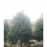 八月桂，四季桂，茶花，紅梅，無患子，羽毛楓