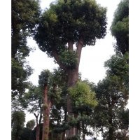 供應(yīng)各類綠化工程用苗