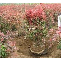 紅葉石楠價(jià)格，紅葉石楠球價(jià)格，高桿紅葉石楠價(jià)格