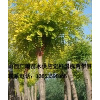 國槐價格、山西國槐、國槐基地、綠化國槐、那賣國槐、大國槐、